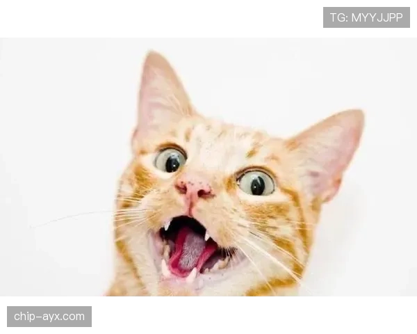 袁心玥家的猫都比我家主子住得豪华